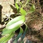 Epidendrum ciliare Листок