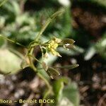 Draba nemorosa Gyümölcs