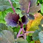 Brassica juncea Leaf