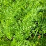 Achillea nobilis Leaf