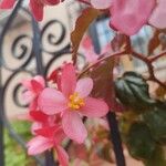 Begonia fuchsioides 花