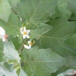 Solanum nigrumFlower