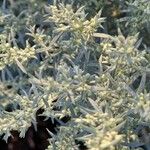 Artemisia ludoviciana Blad