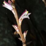 Epifagus virginiana Flower