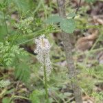 Anemone berlandieri 整株植物