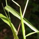 Eriochloa villosa 葉