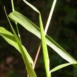 Eriochloa villosa Hoja