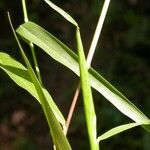 Eriochloa villosa Blad