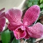 Phalaenopsis spp.花