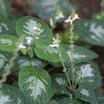 Isoglossa variegata Кветка