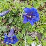 Gentiana alpinaBloem