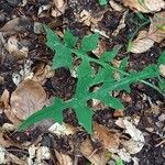 Lactuca muralis Leaf