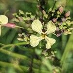 Brassica barrelieri फूल