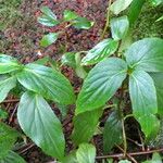 Begonia meridensis Hoja