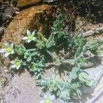 Aizoanthemum hispanicum Çiçek