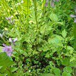Cardamine chelidonia 葉
