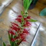 Melaleuca viminalis Flower