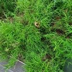 Ancistrachne numaeensis Hoja