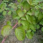 Cornus sanguineaपत्ता