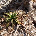Aloe mayottensis Habitus