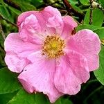 Rosa majalis फूल