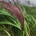 Miscanthus × longiberbis Frukt