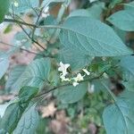 Solanum americanum Lorea