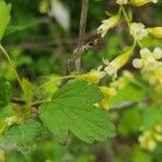 Ribes americanum List