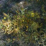 Genista scorpius Bark