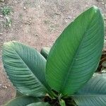 Spathiphyllum wendlandii Folio