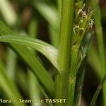 Carex pairae Azala