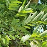 Sophora japonica Лист