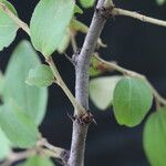 Ziziphus mucronata ഇല