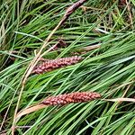 Carex brizoides Цвят