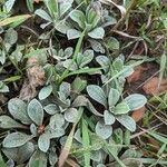 Antennaria plantaginifolia Blatt