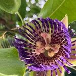 Passiflora laurifolia 花