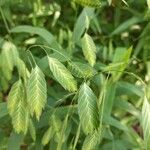 Bromus secalinus Fuelha