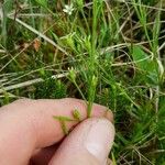 Thesium rostratum Flower