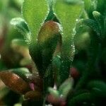 Dorotheanthus bellidiformis Hoja