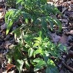 Scrophularia sambucifolia 整株植物