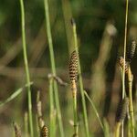 Equisetum ramosissimum 整株植物