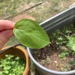 Acalypha setosa Blad