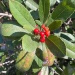 Photinia arbutifolia Ovoce