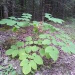 Aralia racemosa Vekstform