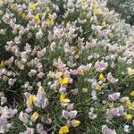 Genista boissieri Fula