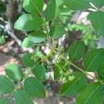 Zanthoxylum americanum Ліст