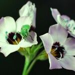 Gilia tricolor Flor
