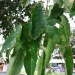 Clitoria fairchildiana Leaf