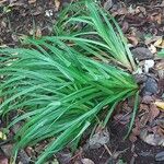 Carex perraudieriana Hoja