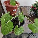 Benincasa hispida Lehti